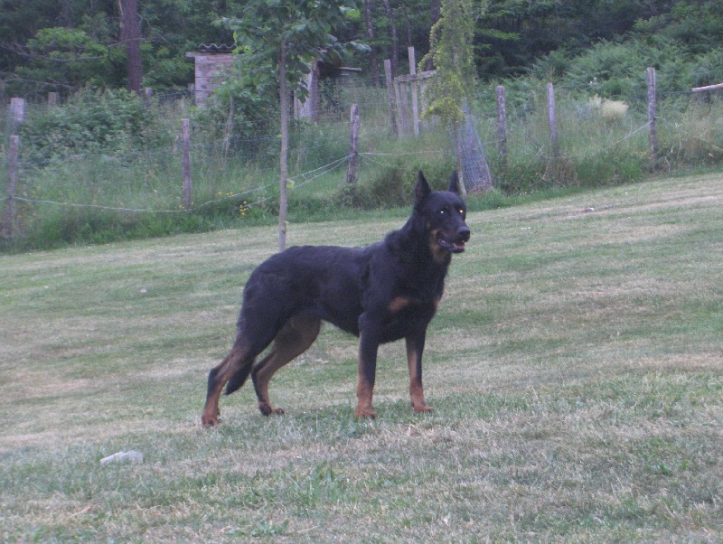 Toscane dite toffy 10330016375 (Sans Affixe)