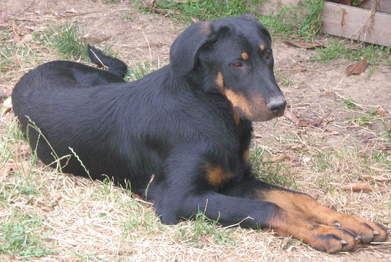 Cybelle de la fontaine au cresson
