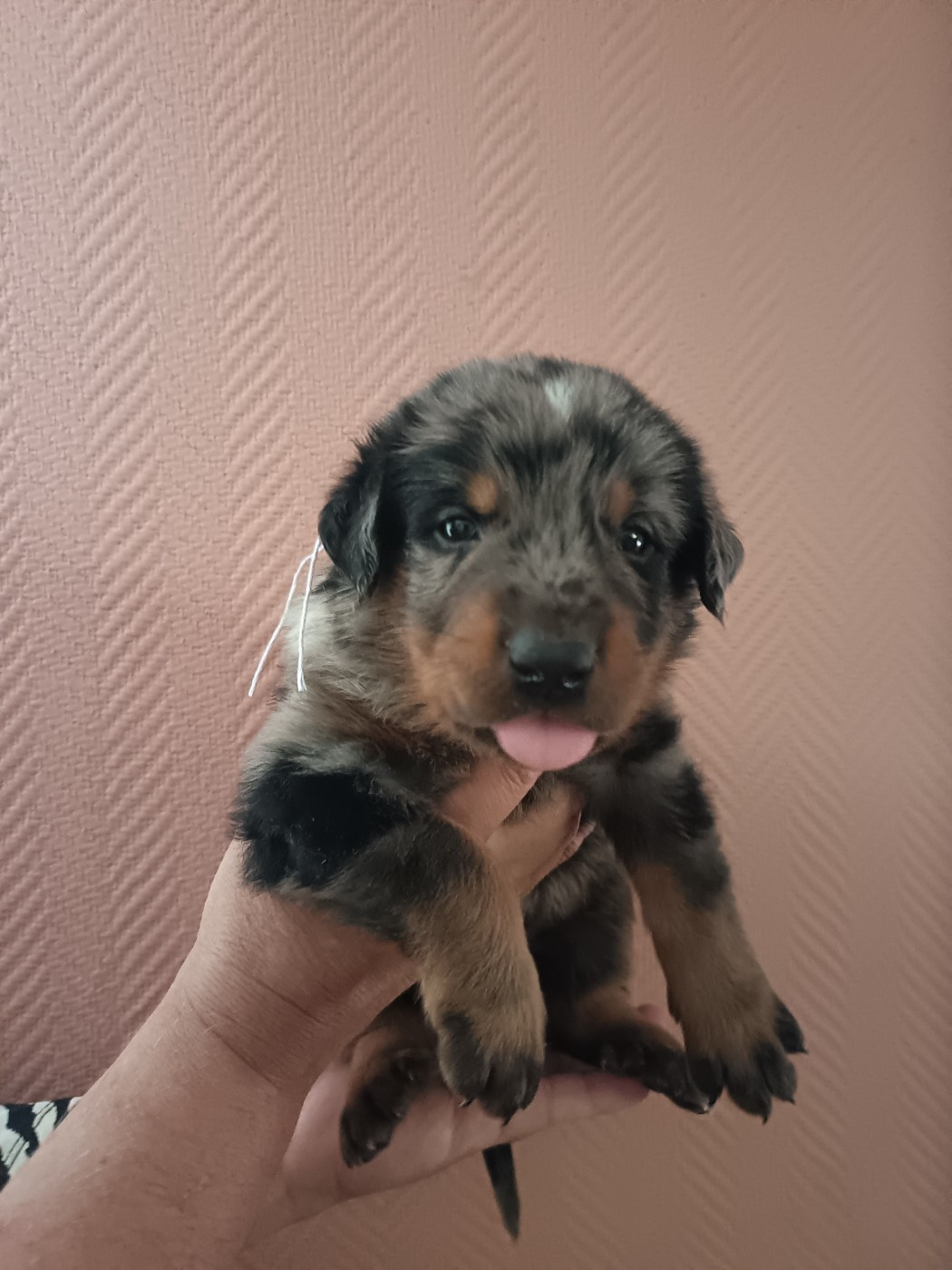Photos des chiots de Toffy x Ago