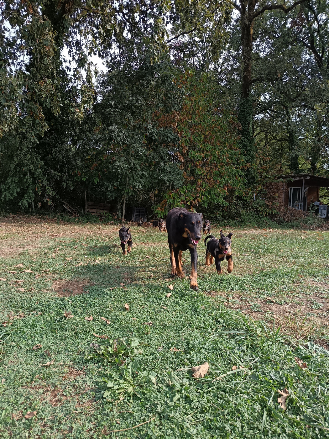 Les chiots ont bientôt 2 mois !