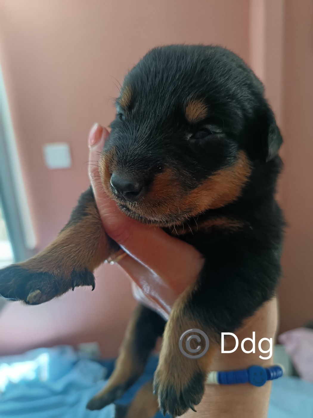 de la fontaine au cresson - Chiots disponibles - Berger de Beauce
