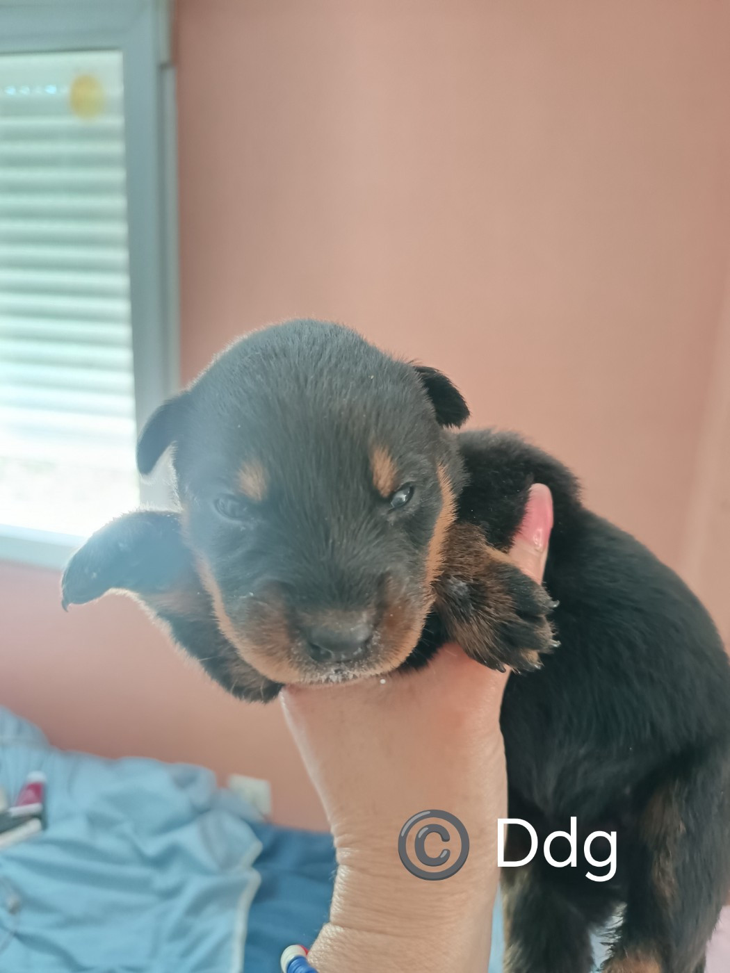 de la fontaine au cresson - Chiots disponibles - Berger de Beauce