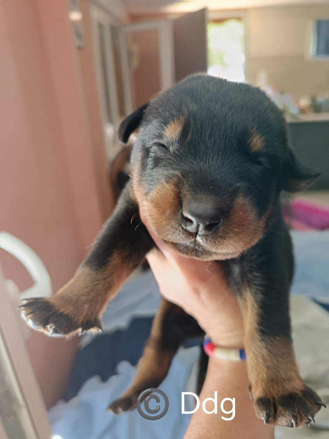 de la fontaine au cresson - Chiots disponibles - Berger de Beauce