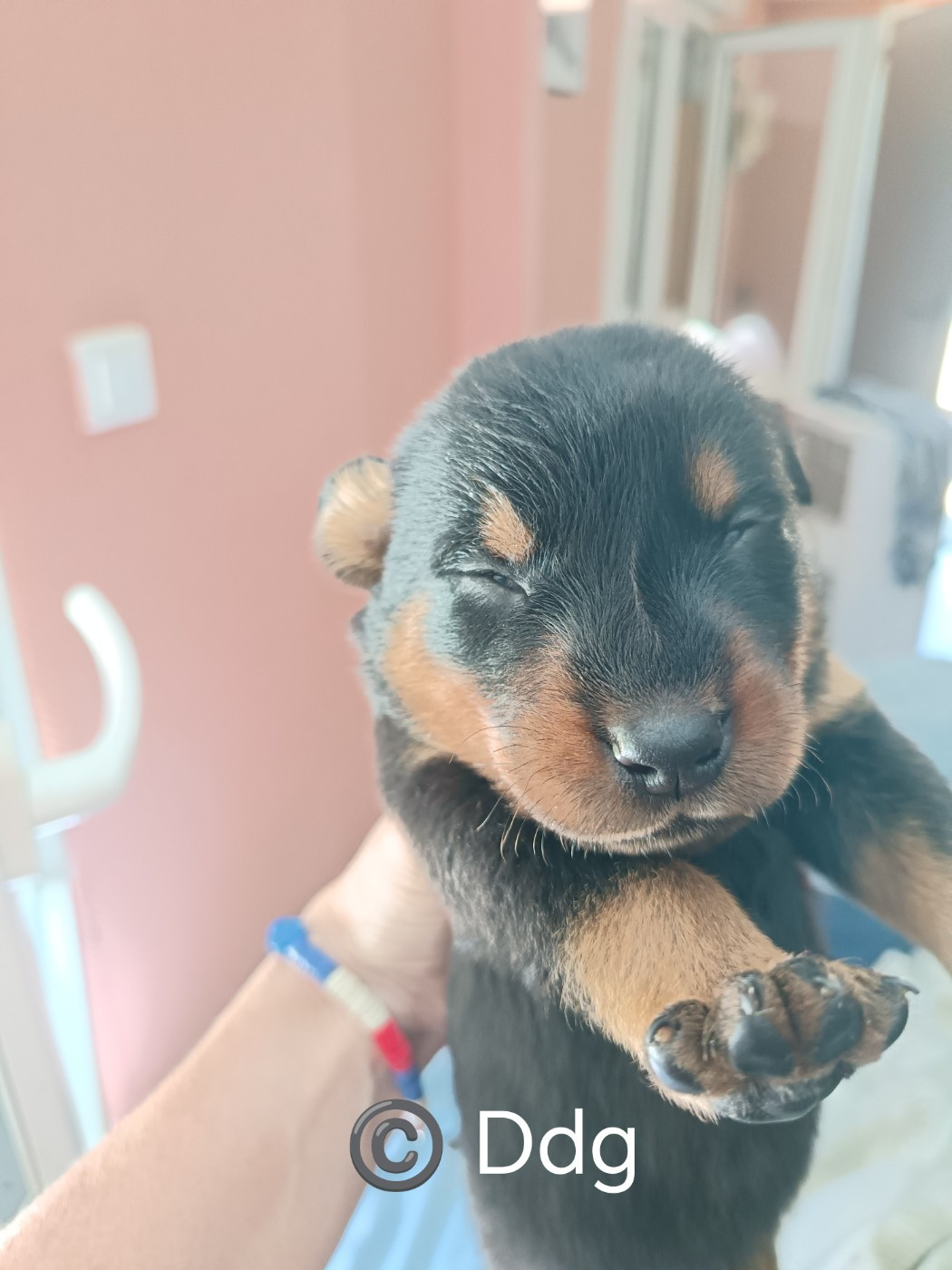 de la fontaine au cresson - Chiots disponibles - Berger de Beauce
