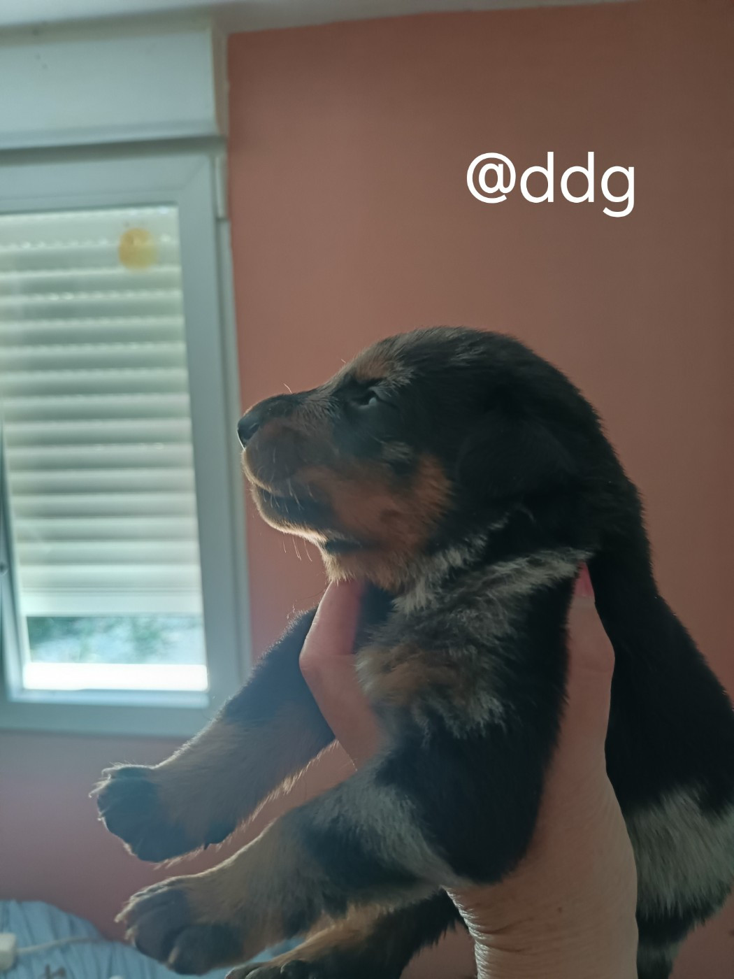 de la fontaine au cresson - Chiots disponibles - Berger de Beauce