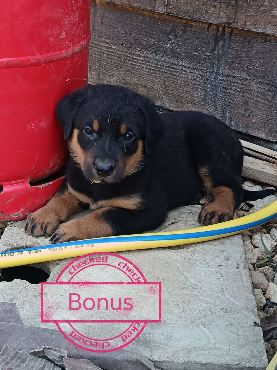 de la fontaine au cresson - Chiots disponibles - Berger de Beauce