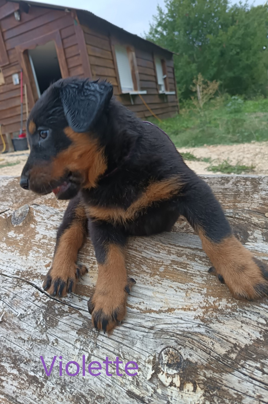 de la fontaine au cresson - Chiots disponibles - Berger de Beauce