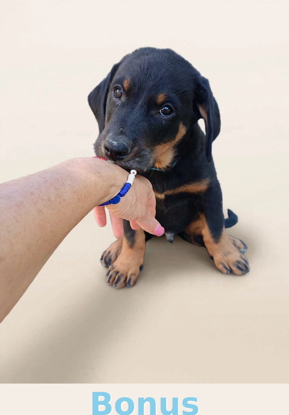 de la fontaine au cresson - Chiots disponibles - Berger de Beauce