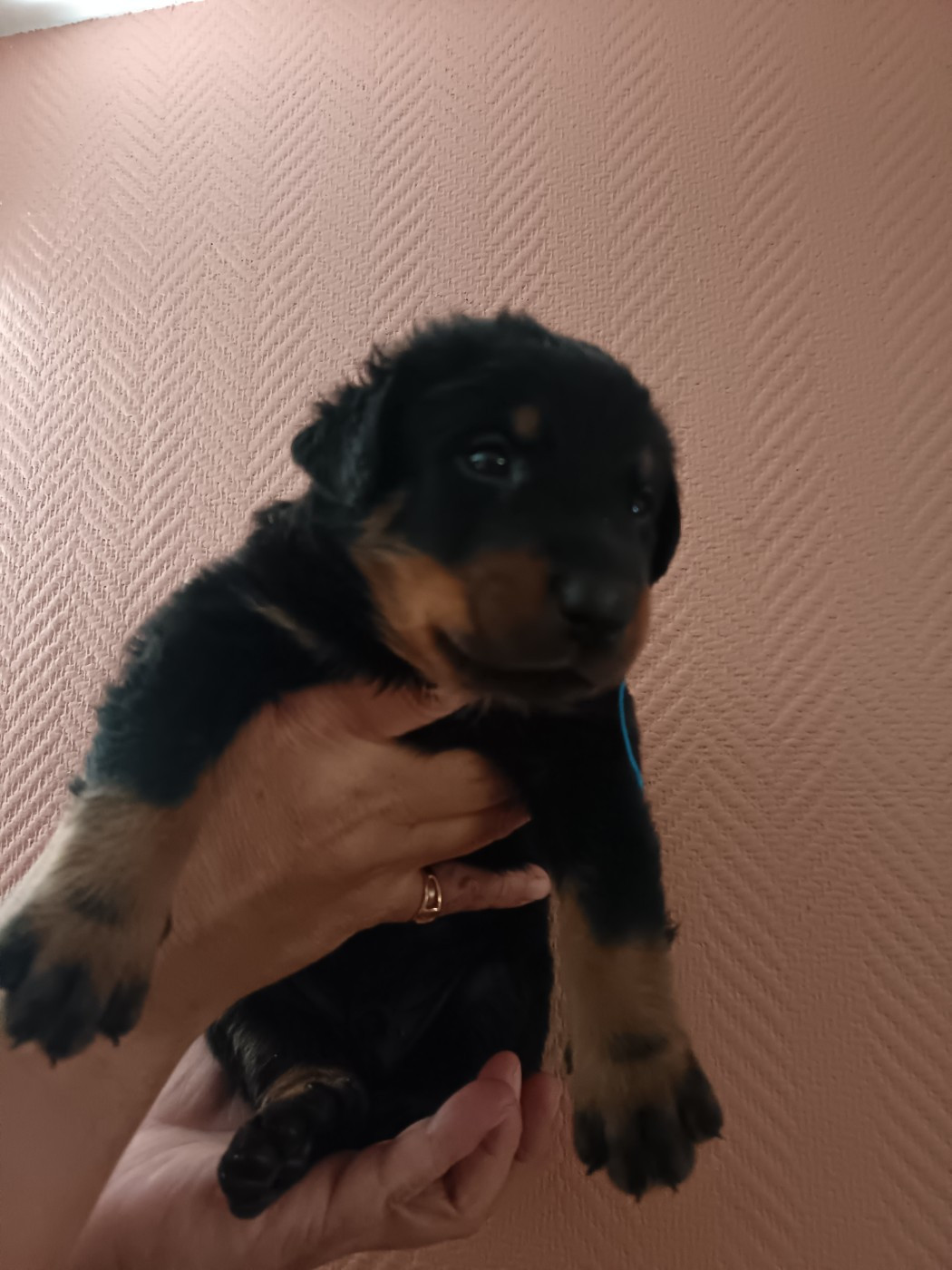 de la fontaine au cresson - Chiots disponibles - Berger de Beauce