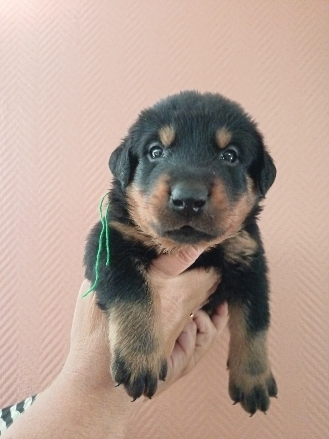 de la fontaine au cresson - Chiots disponibles - Berger de Beauce