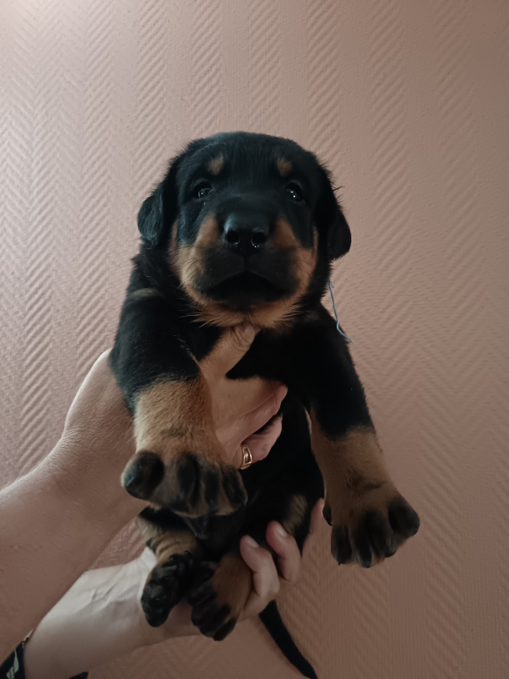 de la fontaine au cresson - Chiots disponibles - Berger de Beauce