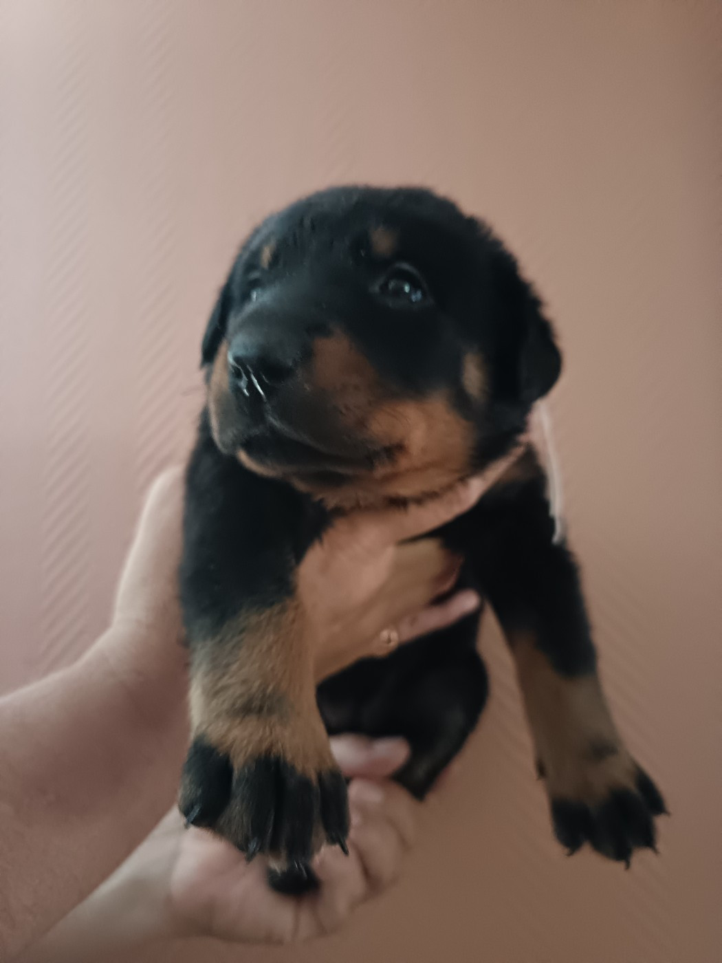 de la fontaine au cresson - Chiots disponibles - Berger de Beauce