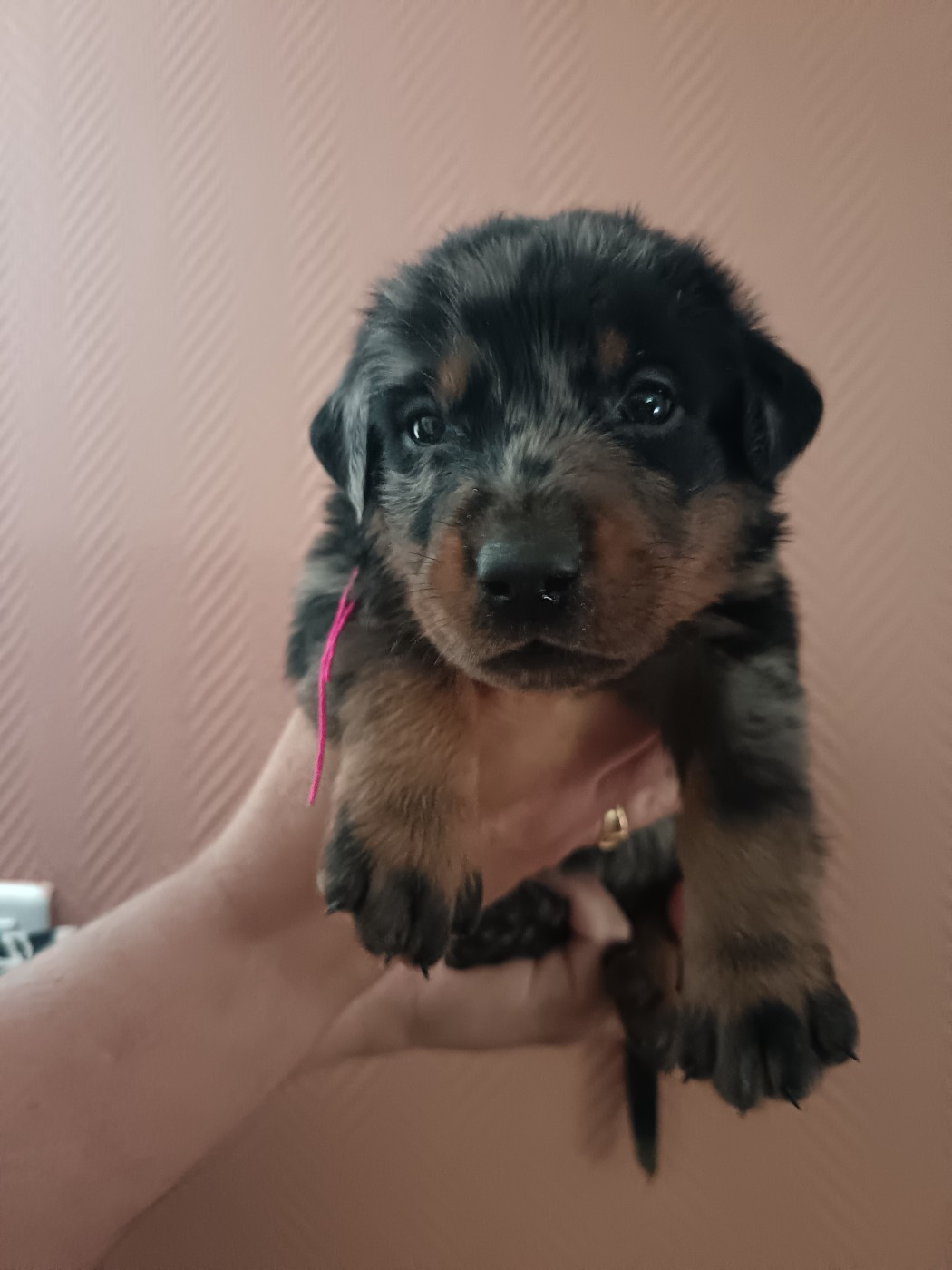 de la fontaine au cresson - Chiots disponibles - Berger de Beauce
