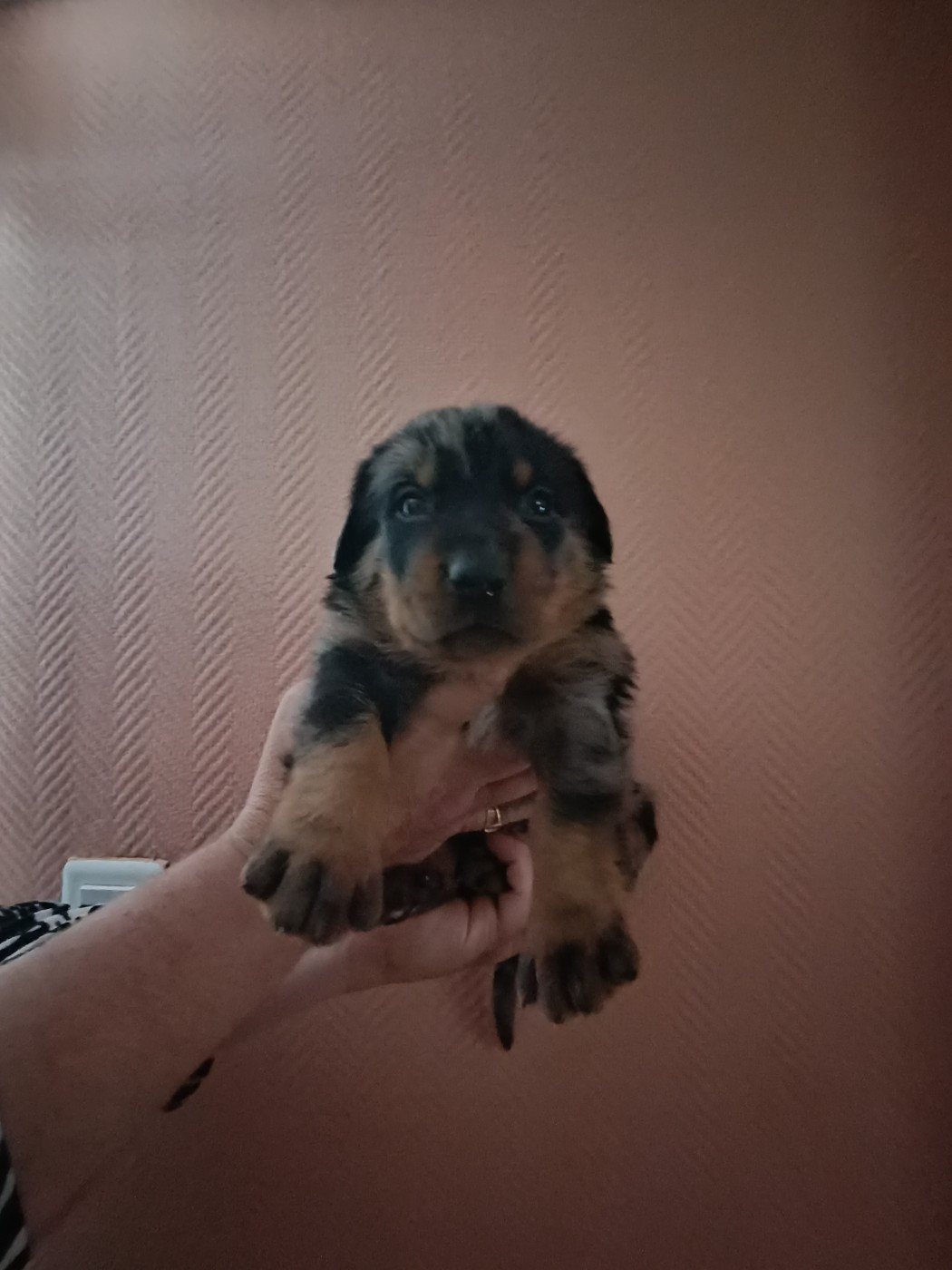 de la fontaine au cresson - Chiots disponibles - Berger de Beauce