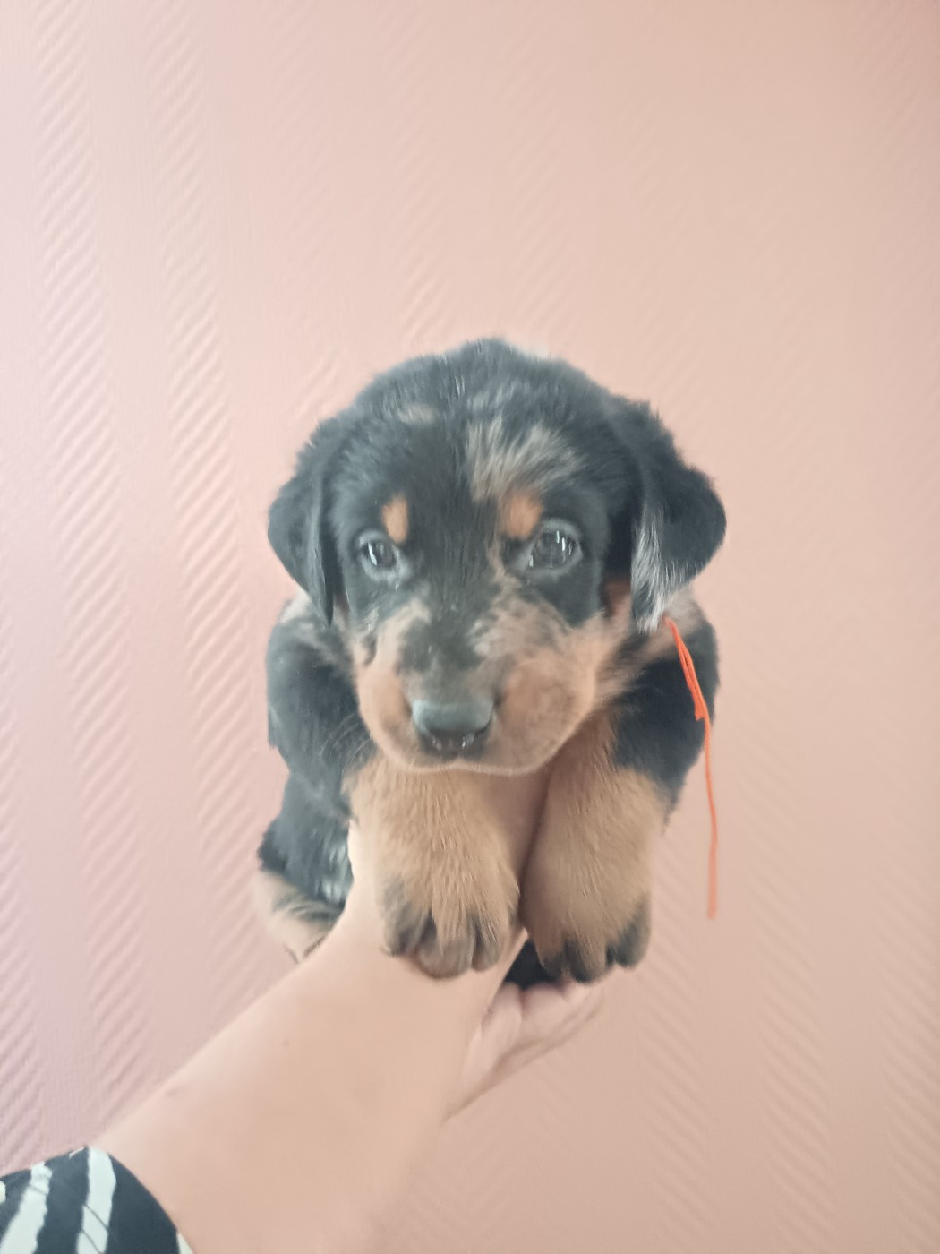 de la fontaine au cresson - Chiots disponibles - Berger de Beauce