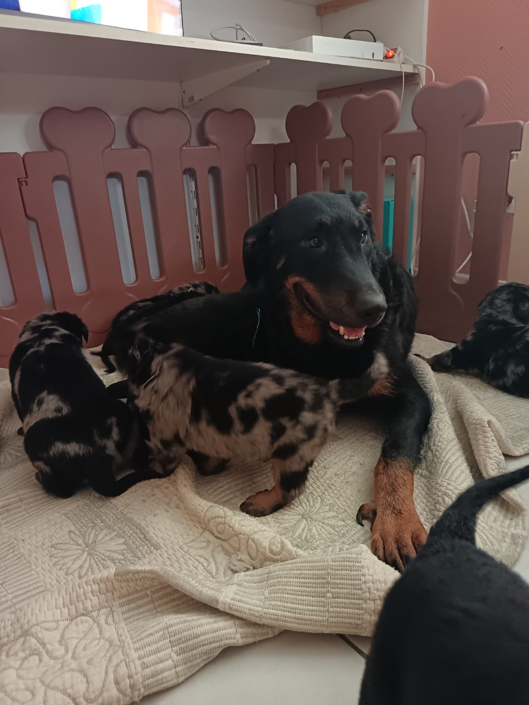 de la fontaine au cresson - Berger de Beauce - Portée née le 06/08/2026