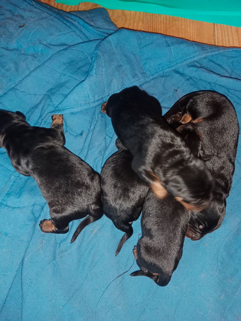 de la fontaine au cresson - Chiots disponibles - Berger de Beauce