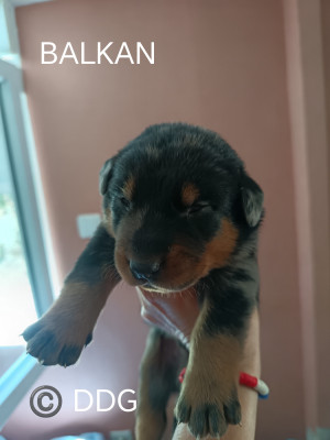 BALKAN Arlequin